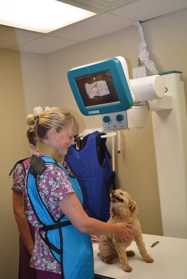 a vet with a dog in surgery room