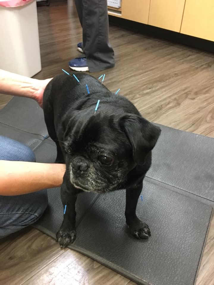 a black pug dog receiving acupuncture treatment