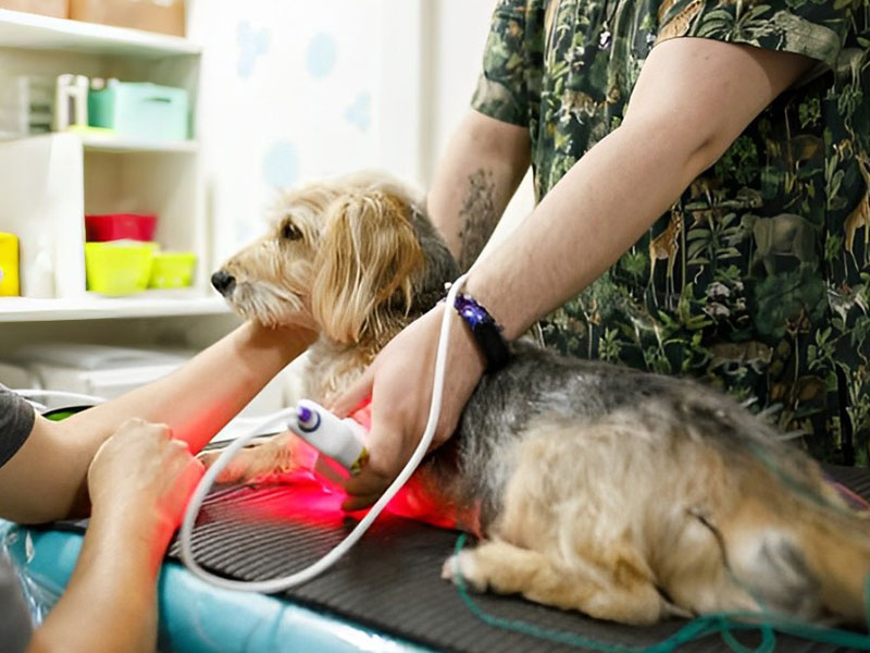 a dog being laser therapy treatment by a person