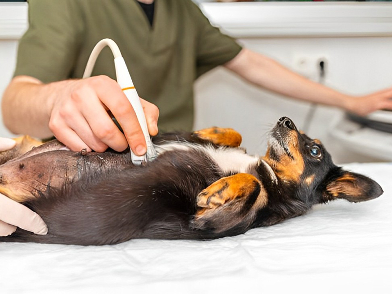 a dog being ultrasound by a vet in a clinic