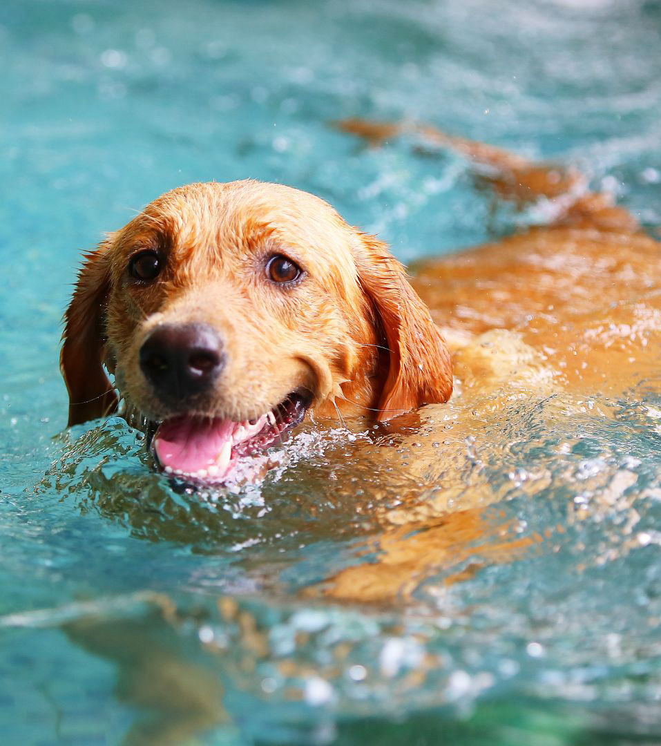 a dog paddling in a pool