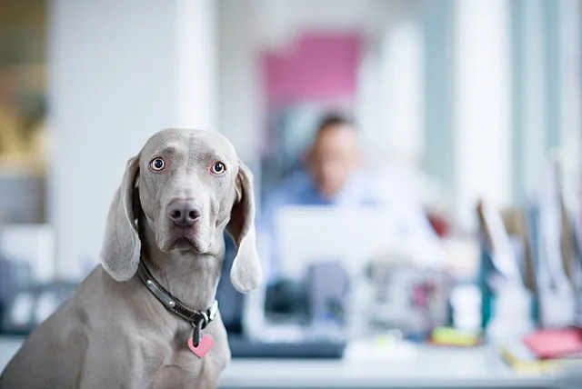 a dog sitting in front of a desk with people in the background