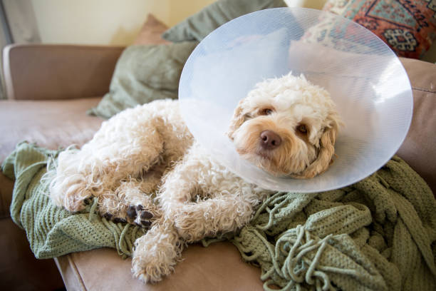 a dog with a cone on its head resting on a couch