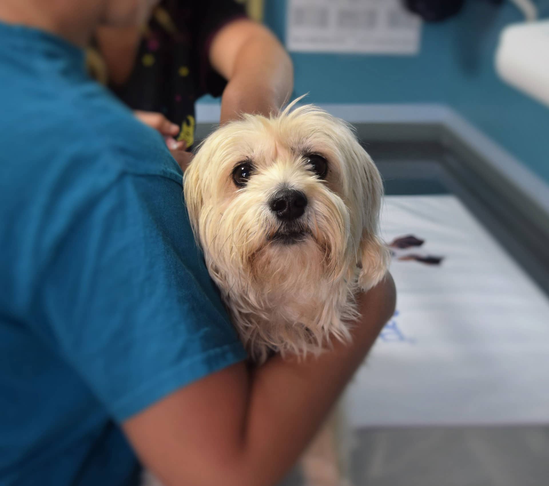 a person performing electro-stimulation therapy on a dog