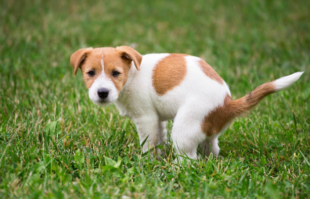 a small dog with brown and white fur on grass