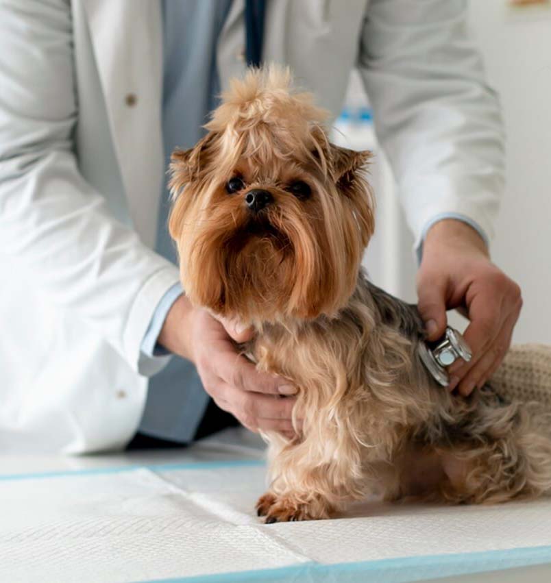 a vet carefully examines a dog at a veterinary hospital