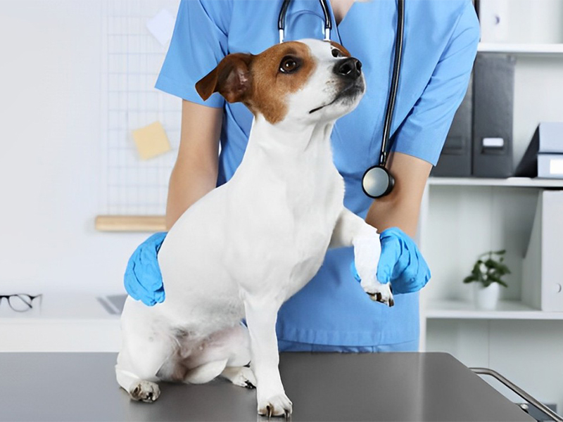 a vet carefully examines a dog lying on a table in a clinic