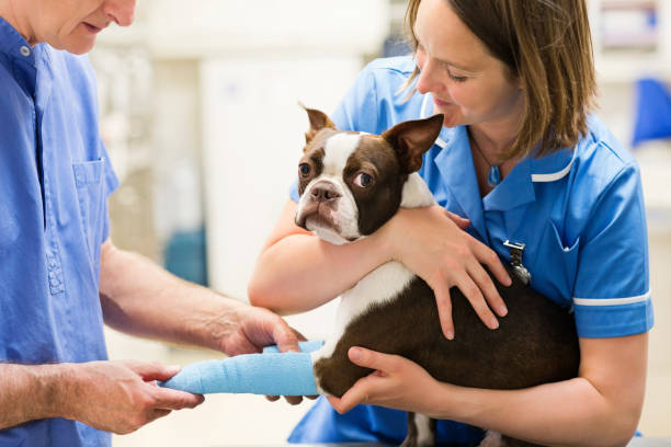 a vet carefully examines a dog with a cast on its leg