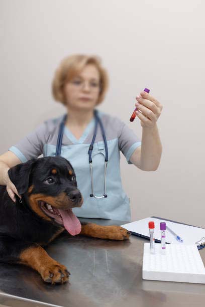 a vet examines a test tube with the blood of puppy