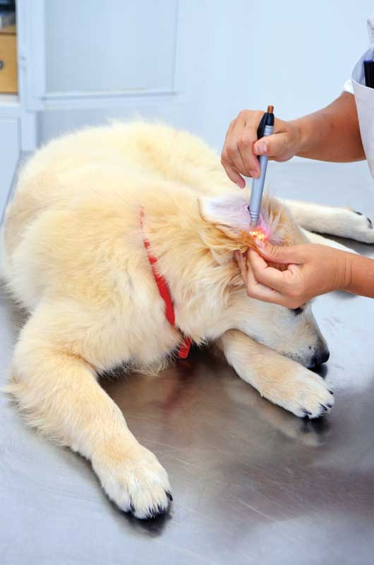 a vet examining a dog ear