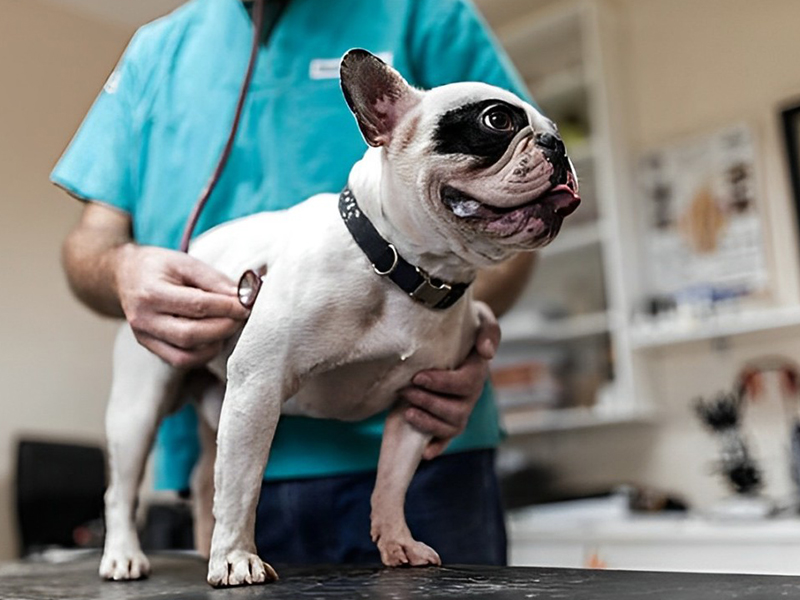 a vet examining using a stethoscope to a dog