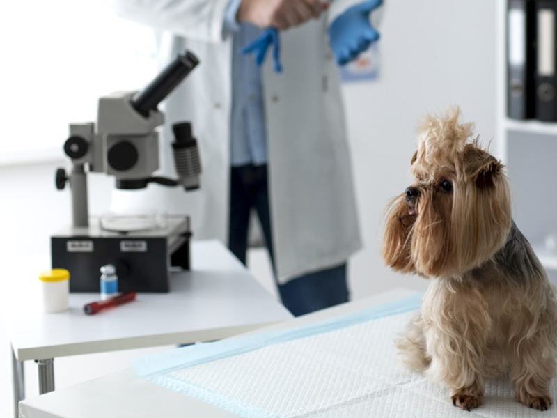 a vet in a lab coat ready to examine a dog