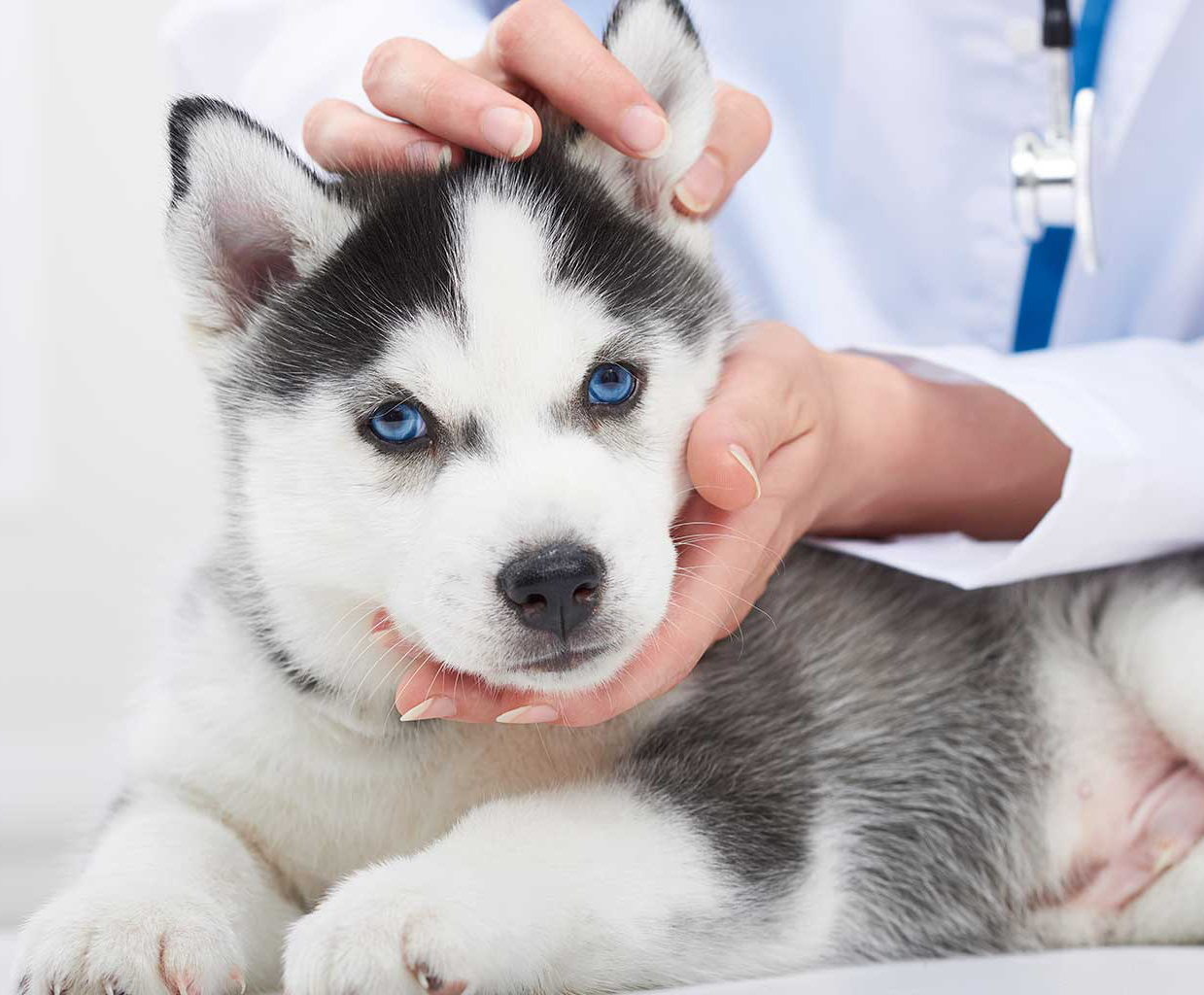 a vet lovingly examines a puppy