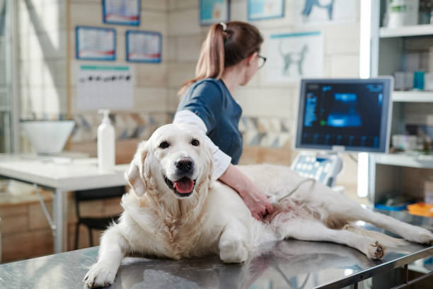 a vet performing an ultrasound scan on dog