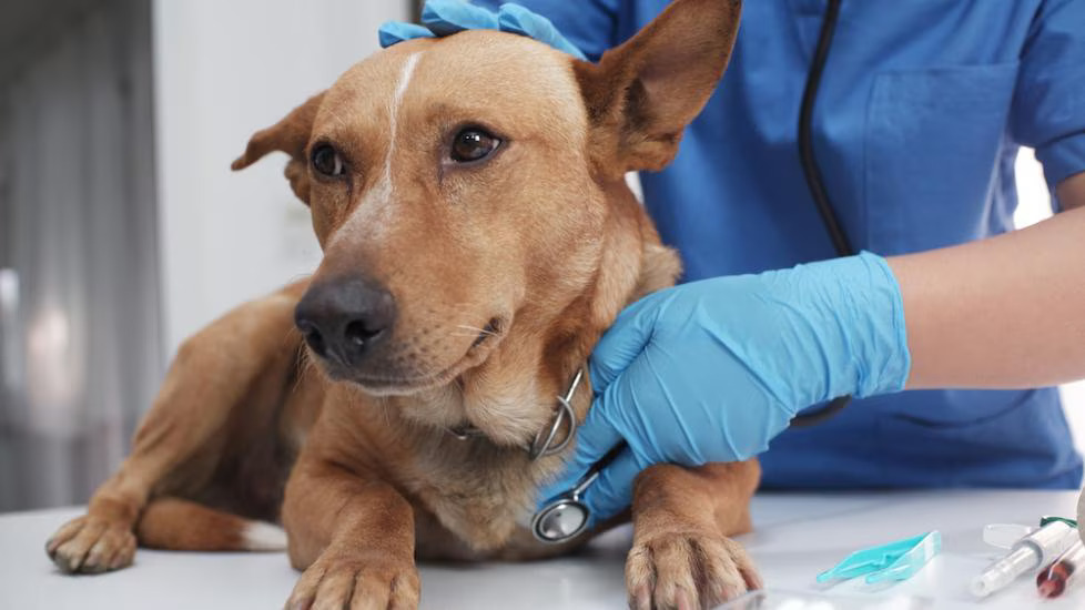 a vet uses a tool to inspect a dog during a routine check-up