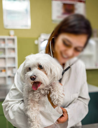 a woman in a lab coat holding a white dog