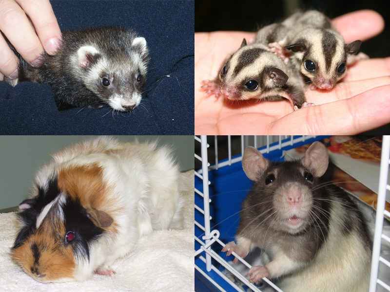 collage of small mammals