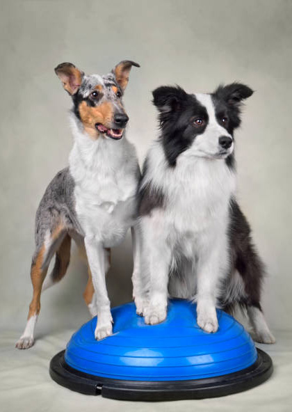 two dogs balancing on a blue exercise ball